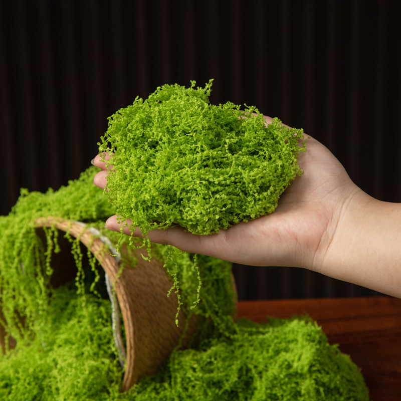 Musgo da Vida Eterna 200g para - Bonsai Garden For Home avaliação e preço