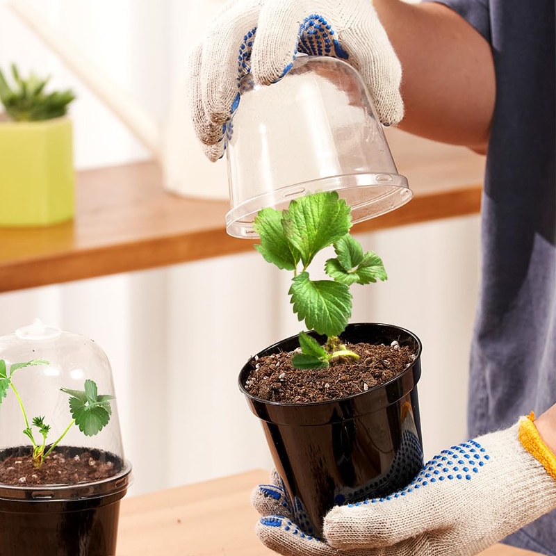 Vasos de Viveiro, Vasos de Flo - Bonsai Garden Nursery avaliação e preço
