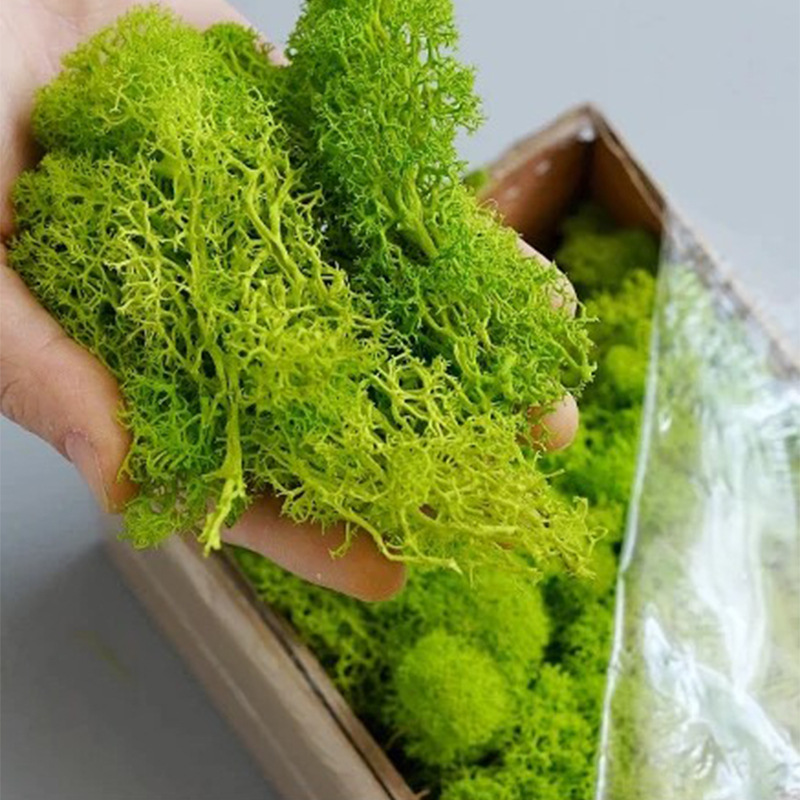 Musgo da Vida Eterna 100/200/5 - Bonsai Garden Mini avaliação e preço