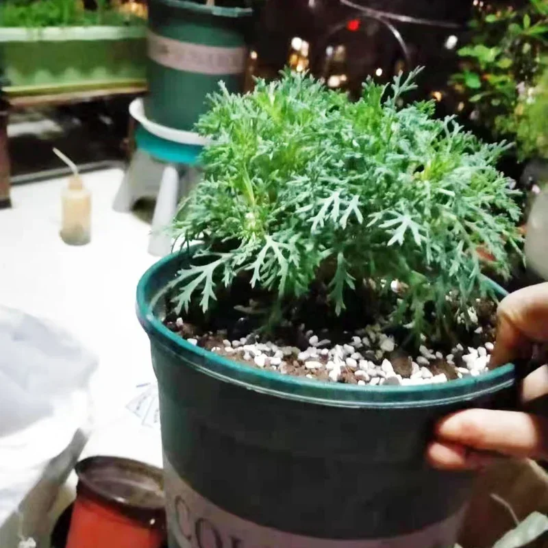 1l/2l pelota de perlite config - Bonsai Garden Nursery avaliação e preço