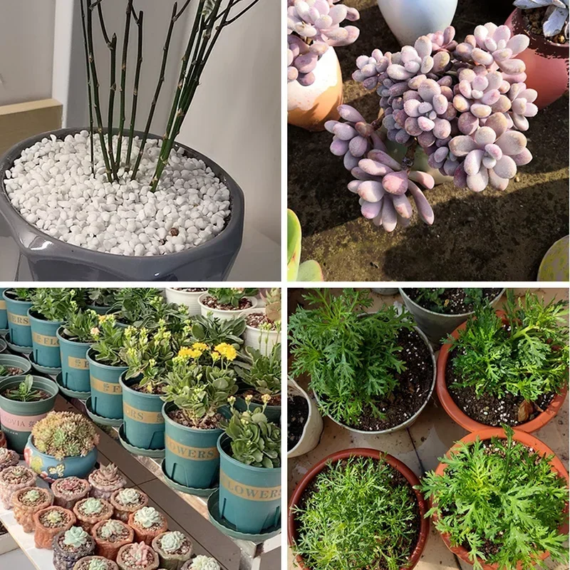 1l/2l pelota de perlite config - Bonsai Garden Nursery avaliação e preço