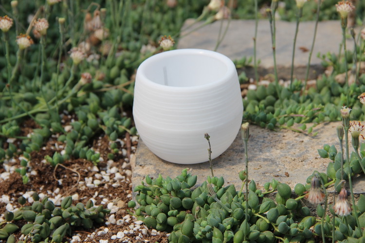 Jardinagem mini vasos de flore - Bonsai Garden Nursery avaliação e preço
