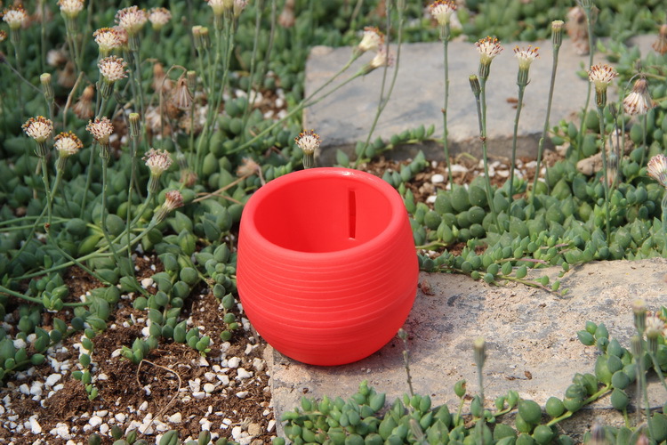 Jardinagem mini vasos de flore - Bonsai Garden Nursery avaliação e preço