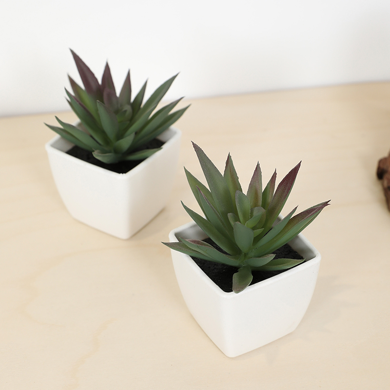 Mini copo de fada suculenta ar - Bonsai Garden Mini avaliação e preço