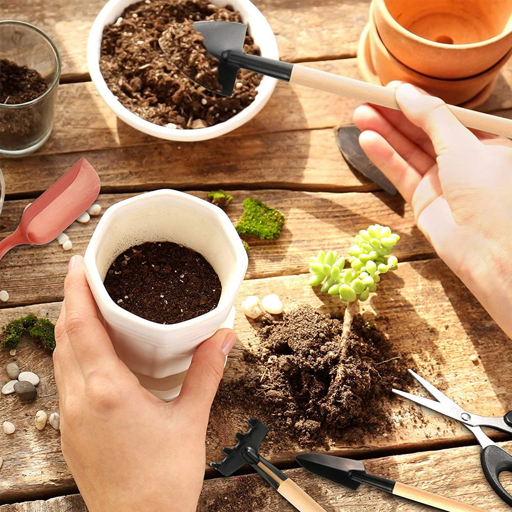 Ferramentas de plantas suculen - Bonsai Garden Mini avaliação e preço